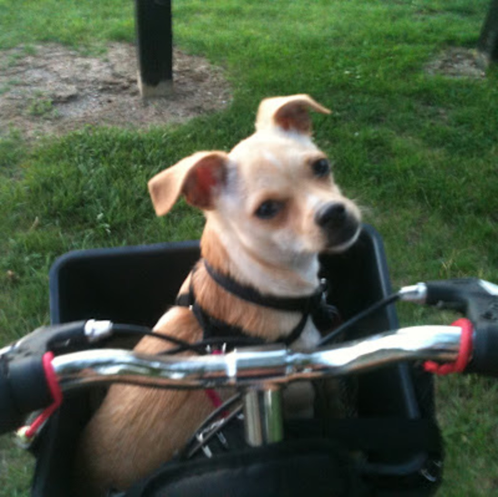 Meet your Posher, Penny